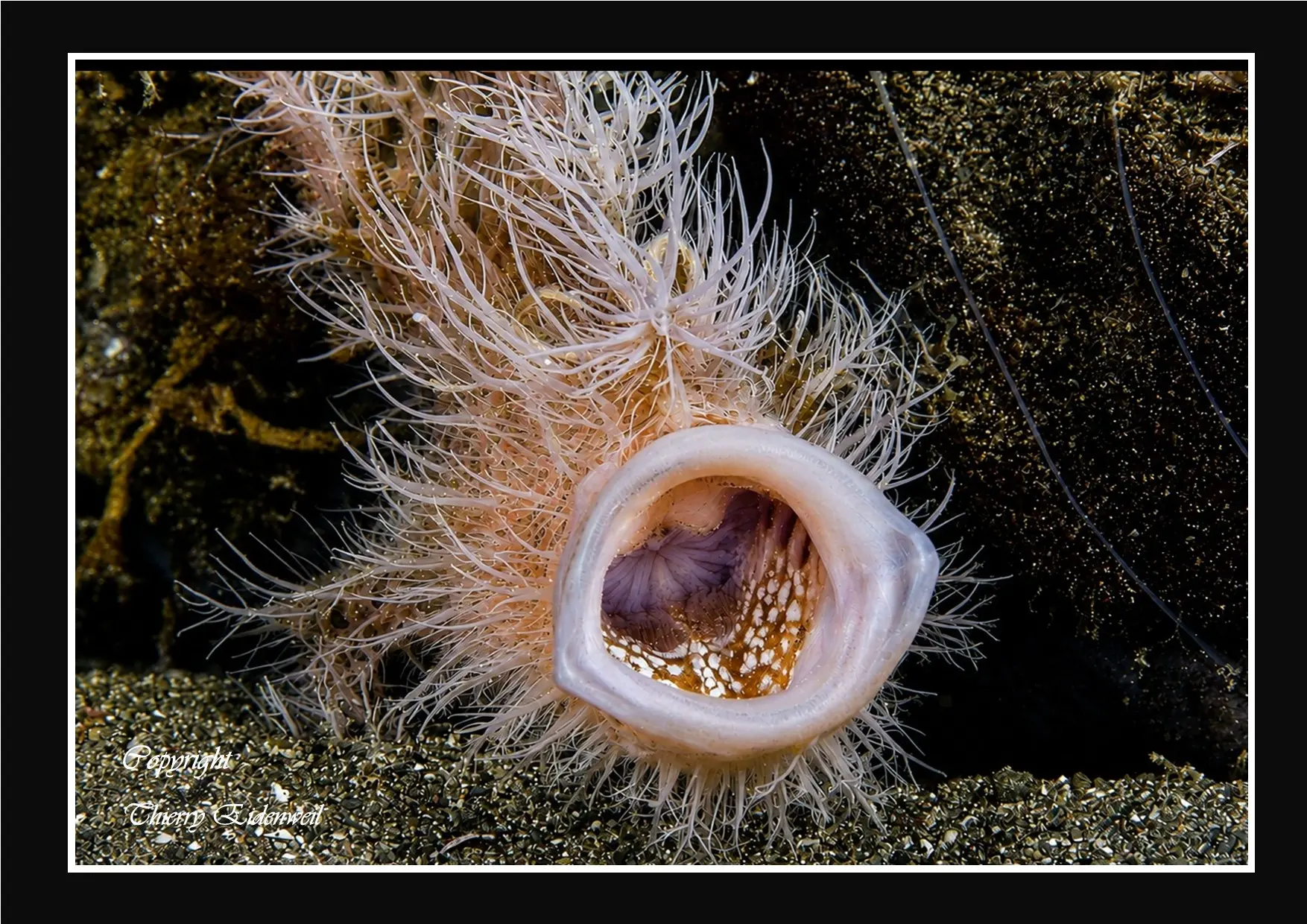 Anilao Macro Dive Media Highlight